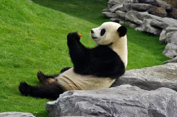 Fotobehang Panda Panda in Pairi Daiza (België)