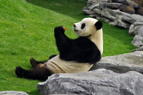 Fototapeta Panda à Pairi Daiza (Belgique)