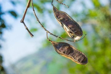 Acacia Seed Pods