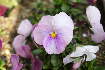 viola tricolor