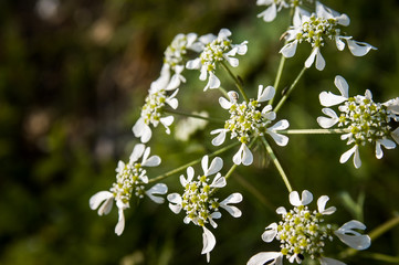 Closeup of a Tordylium Apulum flower from the Apiaceae family, also known as Mediterranean hartwort