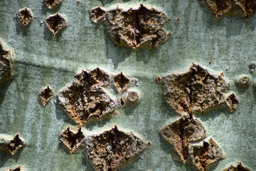 Silvery poplar.