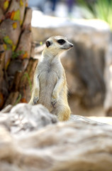 portrait of meerkat