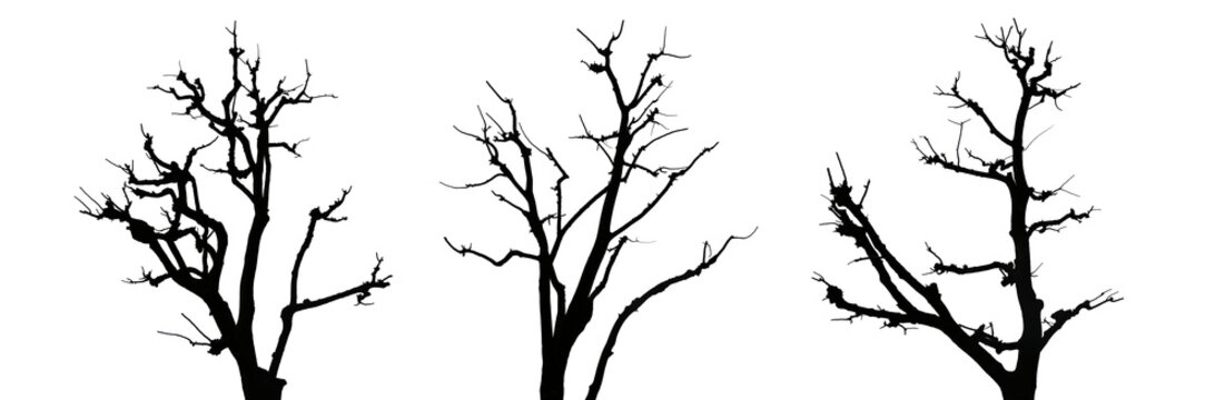 Dead tree silhouette.