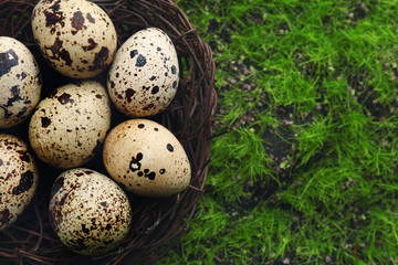 Bird eggs in nest on green grass background