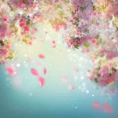 Fototapety  Wiosenny kwiat wiśni w tle