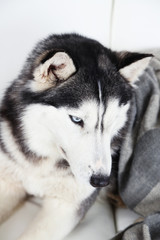 Beautiful cute husky lying on sofa with plaid in white room