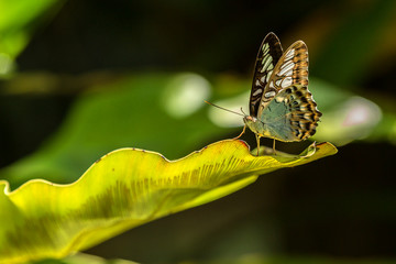 Green butterfly laying on a green leaf
