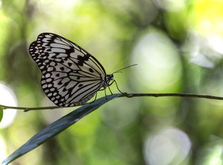 Large Tree Nymphs butterfly