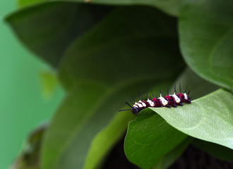 Fototapeta premium Large Tree Nymph Caterpillar