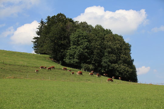 Kuhweiden bei Gunzach