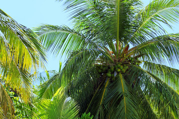 Green leaves of exotic palms