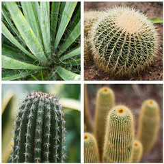 composition cactus
