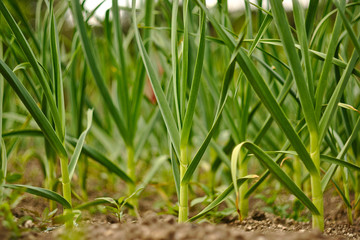 Onion plantation in the farmland
