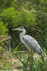 Grey Heron (Ardea cinerea) Bird