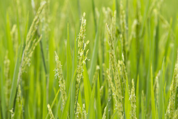 Close up rice fields