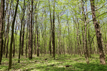 Obraz premium Green forest on a sunny day.