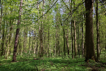 Green forest on a sunny day.