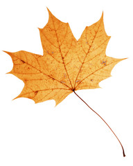Naklejka na ściany i meble Beautiful golden maple leaf