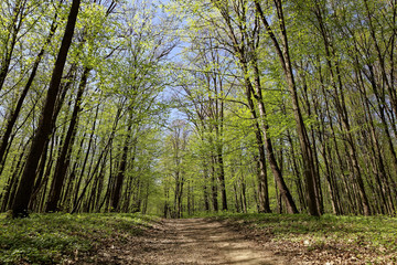 Green forest on a sunny day.