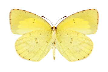 Butterfly Eurema brigitta (male) (underside)