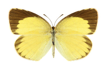 Butterfly Eurema brigitta (male)
