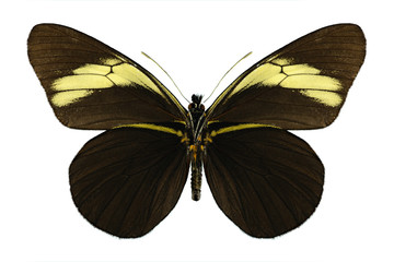 Obraz na płótnie Canvas Butterfly Pereute charops (underside)