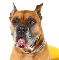 Cute dog in yellow armchair isolated on white background