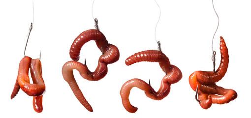 set earthworms baited on the hook