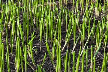 sprouts lily of the valley