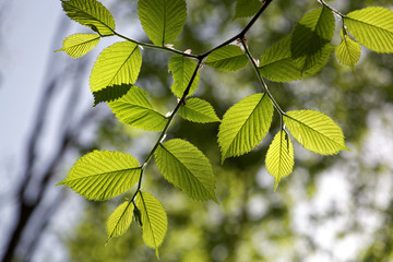 Green forest on a sunny day.