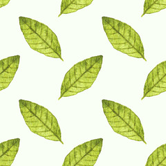 Seamless watercolor pattern with bayleaf on the white background