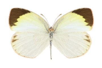 Butterfly Eurema elathea (female)