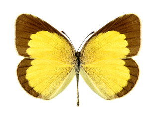 Butterfly Eurema brigitta (female)