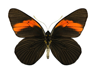 Fototapeta premium Butterfly Pereute leucodrosine (underside)