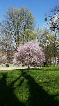 Arbres en fleurs