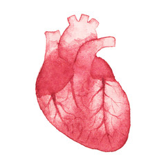 Watercolor realistic human heart on the white background