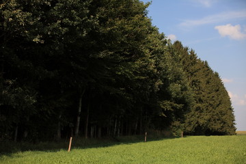 Grüne Wiesen im Unterallgäu
