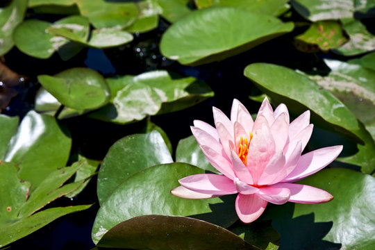 Water lily with green leaves
