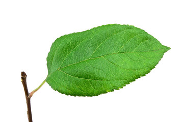 Fototapeta premium Green apple leaf