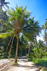 Fototapeta na wymiar Coconut palm trees