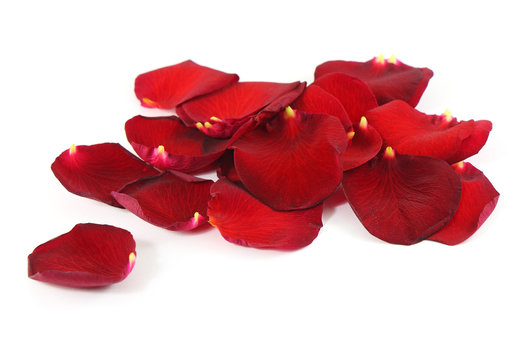 Beautiful red rose petals background