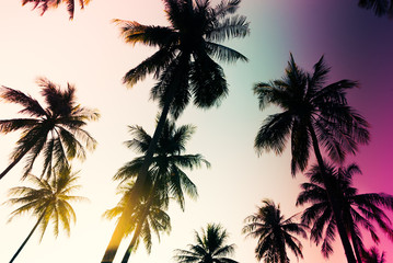 Fototapeta na wymiar Silhouette palm tree