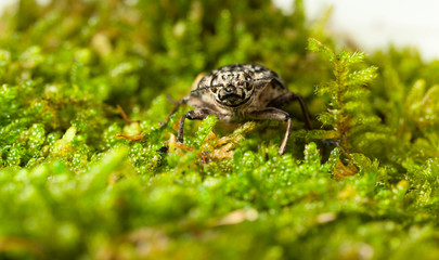 Borer beetle en face