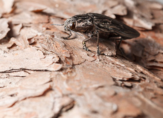 Macro of borer beetle on pine tree