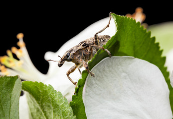 Pest snout beetle portrait