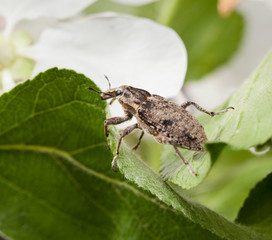 Weevil on orchard