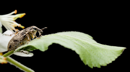 Snout beetle on leaf