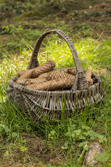 Basket full of cones
