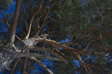 Pine.